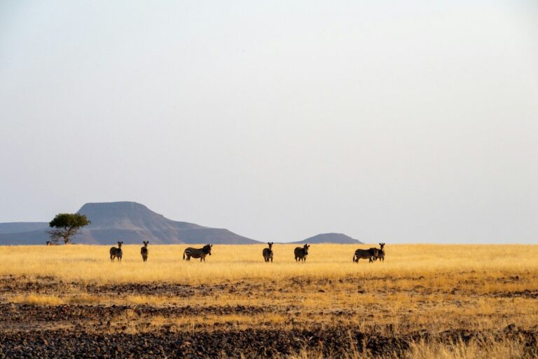 Wildebeest herd grazing in the dry savanna landscape.