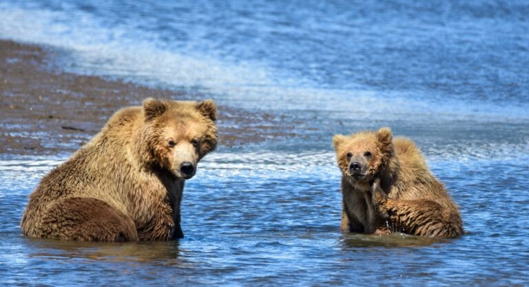 Two brown bears sitting in shallow water.